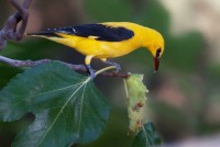 Ademuz - Ruta Río Bohilgues